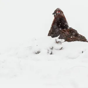 Red Grouse (Lagopus scotica) ~ resting on snow during blizzard ~ Cairngorms National Park Red Grouse (Lagopus scotica) ~ resting on snow during blizzard ~ Cairngorms National Park