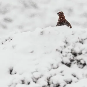 Red Grouse (Lagopus scotica) ~ resting on snow during blizzard ~ Cairngorms National Park Red Grouse (Lagopus scotica) ~ resting on snow during blizzard ~ Cairngorms National Park