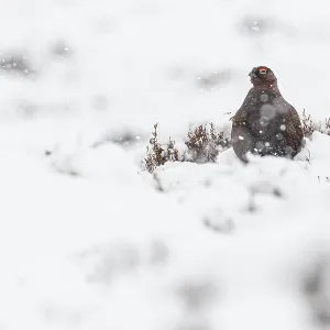 Red Grouse (Lagopus scotica) ~ resting on snow during blizzard ~ Cairngorms National Park Red Grouse (Lagopus scotica) ~ resting on snow during blizzard ~ Cairngorms National Park