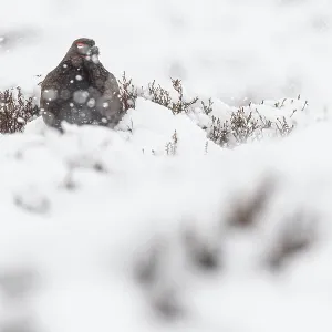 Red Grouse (Lagopus scotica) ~ resting on snow during blizzard ~ Cairngorms National Park Red Grouse (Lagopus scotica) ~ resting on snow during blizzard ~ Cairngorms National Park