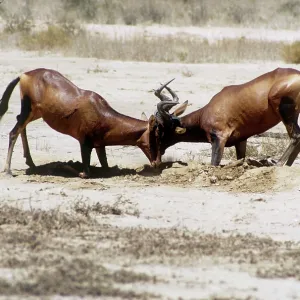 Red Hartebeest - bulls fighting Red Hartebeest - bulls fighting