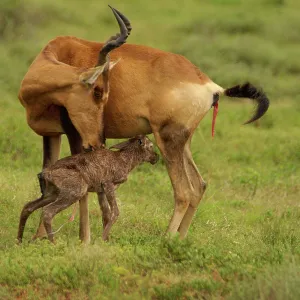 Red Hartebeest cow with newborn calf Red Hartebeest cow with newborn calf