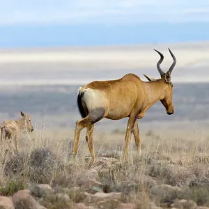Red Hartebeest - Female with young calf. Inhabits Red Hartebeest - Female with young calf. Inhabits