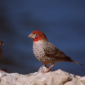 RED-HEADED FINCHES - two males RED-HEADED FINCHES - two males