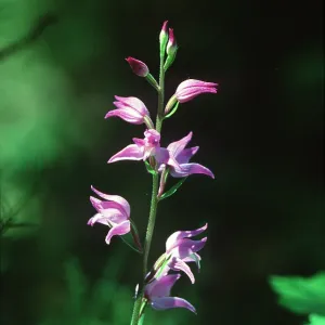 RED HELLEBORNE ORCHID RED HELLEBORNE ORCHID
