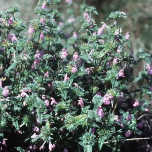 RED-HEMP NETTLE - narrow leaf RED-HEMP NETTLE - narrow leaf