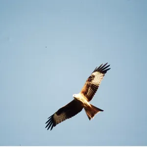 RED KITE - in flight RED KITE - in flight