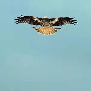 Red Kite - in flight from above Gigrin Farm Powys Red Kite - in flight from above Gigrin Farm Powys