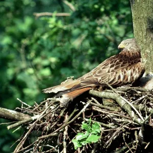 RED KITE AT NEST RED KITE AT NEST