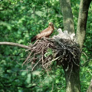 Red Kite - At nest with chicks Red Kite - At nest with chicks