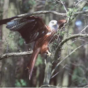 Red KITE - with wings spread Red KITE - with wings spread