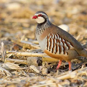Red Legged Partridge - single adult standing in a field Red Legged Partridge - single adult standing in a field