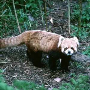 Red / Lesser PANDA / Red cat-bear Red / Lesser PANDA / Red cat-bear