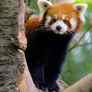 Red / Lesser PANDA / Red cat-bear - Peering round