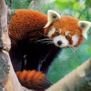 Red / Lesser PANDA / Red cat-bear - Peering round