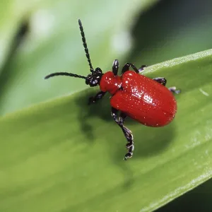 Red LILY BEETLE - adult on leaf Red LILY BEETLE - adult on leaf