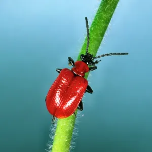 Red Lily Beetle - Adult on plant stem