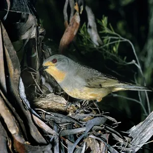 Red-Lored Whistler Red-Lored Whistler