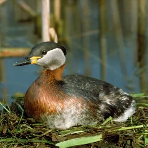 Red-necked Grebe - on nest Red-necked Grebe - on nest