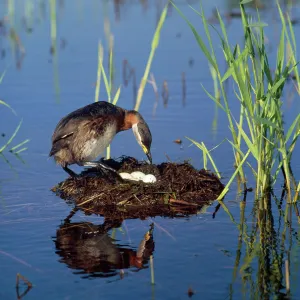 Red-necked Grebe - at nest with eggs Red-necked Grebe - at nest with eggs
