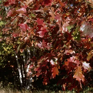 RED OAK TREE RED OAK TREE
