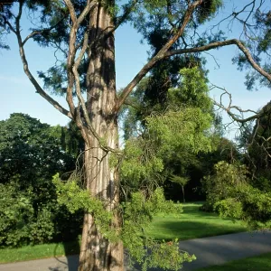 Red or Pencil CEDAR tree Red or Pencil CEDAR tree