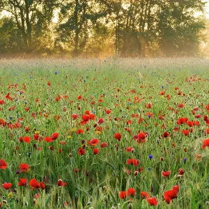 Red Poppy Red Poppy