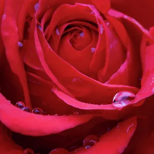 Red Rose - close-up Red Rose - close-up