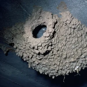 Red-rumped Swallow - nest Red-rumped Swallow - nest