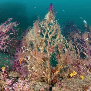 Red seafan, Paramuricea clavata damaged from the high temper Red seafan, Paramuricea clavata damaged from the high temper