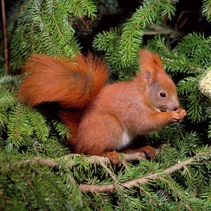RED SQUIRREL RED SQUIRREL