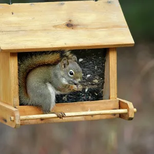 Red Squirrel in birdfeeder, feeding on black sunflower seeds Red Squirrel in birdfeeder, feeding on black sunflower seeds