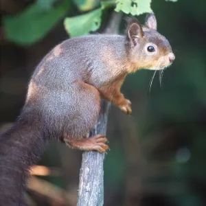 RED SQUIRREL - on branch RED SQUIRREL - on branch