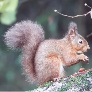 RED SQUIRREL - eating hazel nut