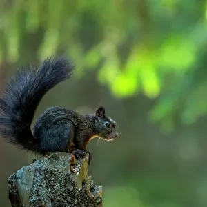 Red Squirrel / Europian Red Squirrel (Sciurus vu Red Squirrel / Europian Red Squirrel (Sciurus vu