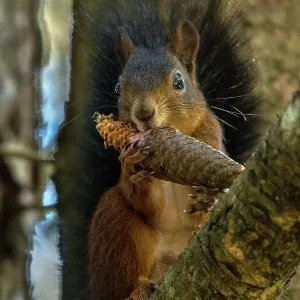 Red Squirrel / Europian Red Squirrel (Sciurus vu Red Squirrel / Europian Red Squirrel (Sciurus vu