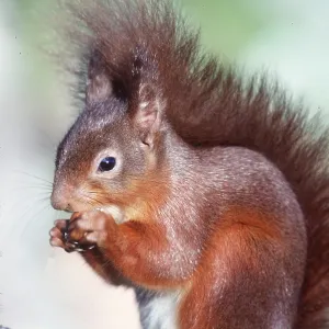 RED SQUIRREL - With hazelnut
