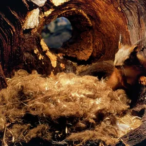 Red Squirrel - on nest in hole Red Squirrel - on nest in hole