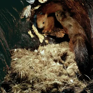 Red SQUIRREL - Pair in nest hole in tree Red SQUIRREL - Pair in nest hole in tree