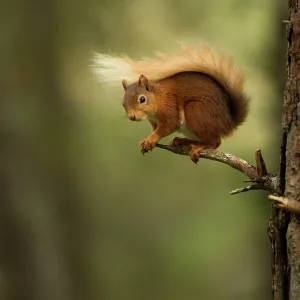 Red Squirrel - on pine tree branch Red Squirrel - on pine tree branch
