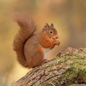 Red Squirrel - sitting on a log Red Squirrel - sitting on a log