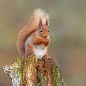 Red Squirrel - sitting on an old stump and eating Red Squirrel - sitting on an old stump and eating
