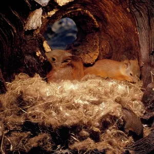Red Squirrel - young in nest Red Squirrel - young in nest