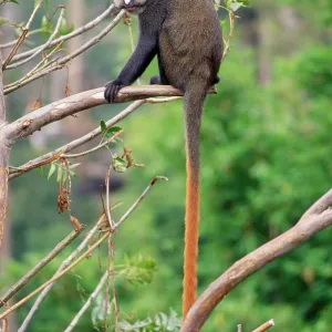 Red-tailed Monkey / Schmidt's Guenon / Schmidt's Red-tailed Monkey / Schmidt's Guenon / Schmidt's