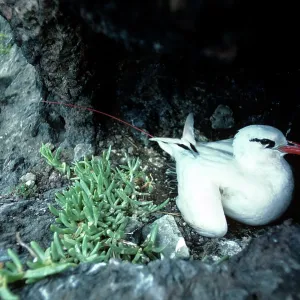 Red-tailed Tropicbird Red-tailed Tropicbird