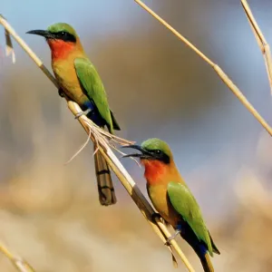 RED-THROATED BEE-EATER RED-THROATED BEE-EATER