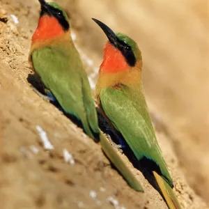 RED-THROATED BEE-EATER RED-THROATED BEE-EATER