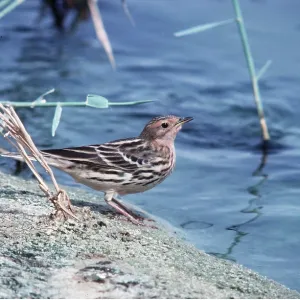 RED-THROATED PIPIT - by water