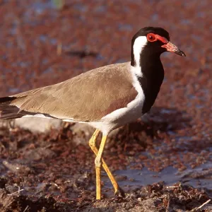 RED-WATTLED LAPWING - in mud RED-WATTLED LAPWING - in mud