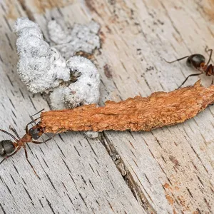 Red Wood Ant / Horse Ant (Formica rufa) carries Red Wood Ant / Horse Ant (Formica rufa) carries